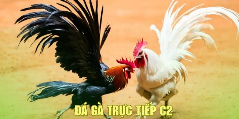 Đá Gà Trực Tiếp C2 - Khám Phá Sân Chơi Cá Cược Đặc Sắc 2 Đá gà trực tiếp c2