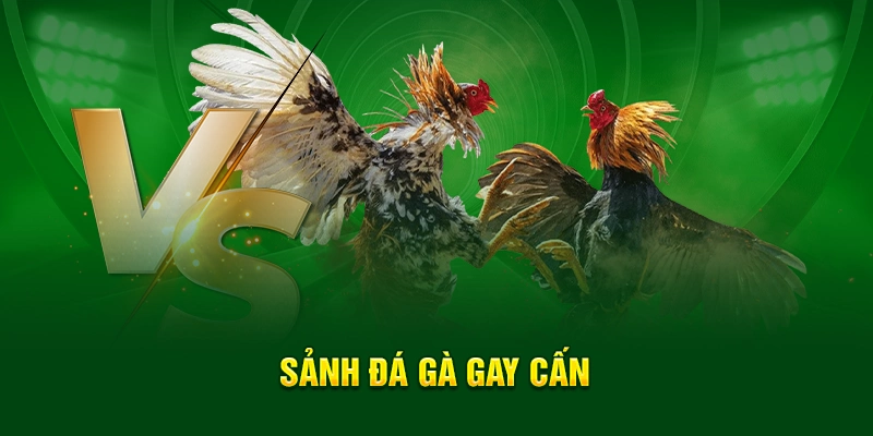 QQ88 🎖️ Trang Chủ Nhà Cái Cá Cược QQ8827.COM | Đăng Ký Nhận Quà 30/4 33 Sảnh đá gà gây cấn